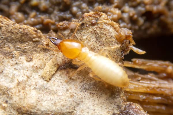 nematodes for termites