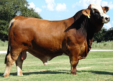 Senepol Cattle