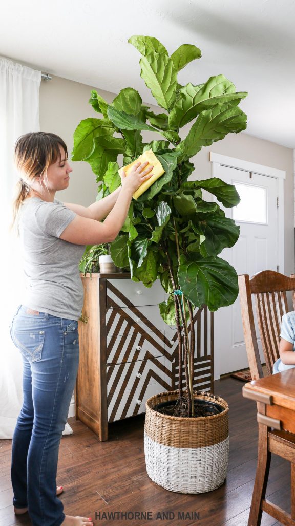 fiddle leaf fig