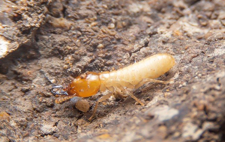 Termite Control