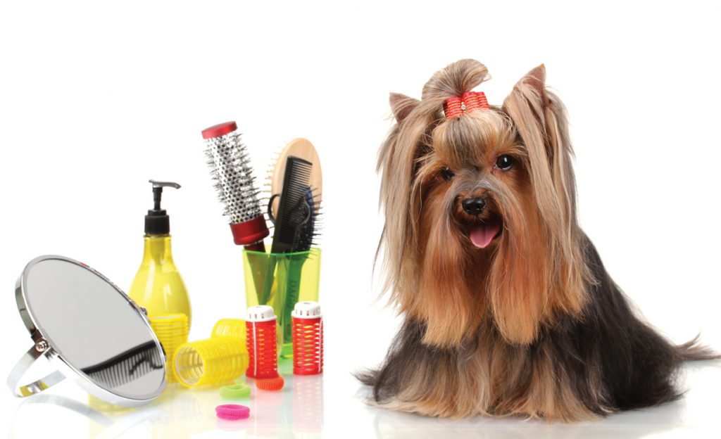 Dog Grooming