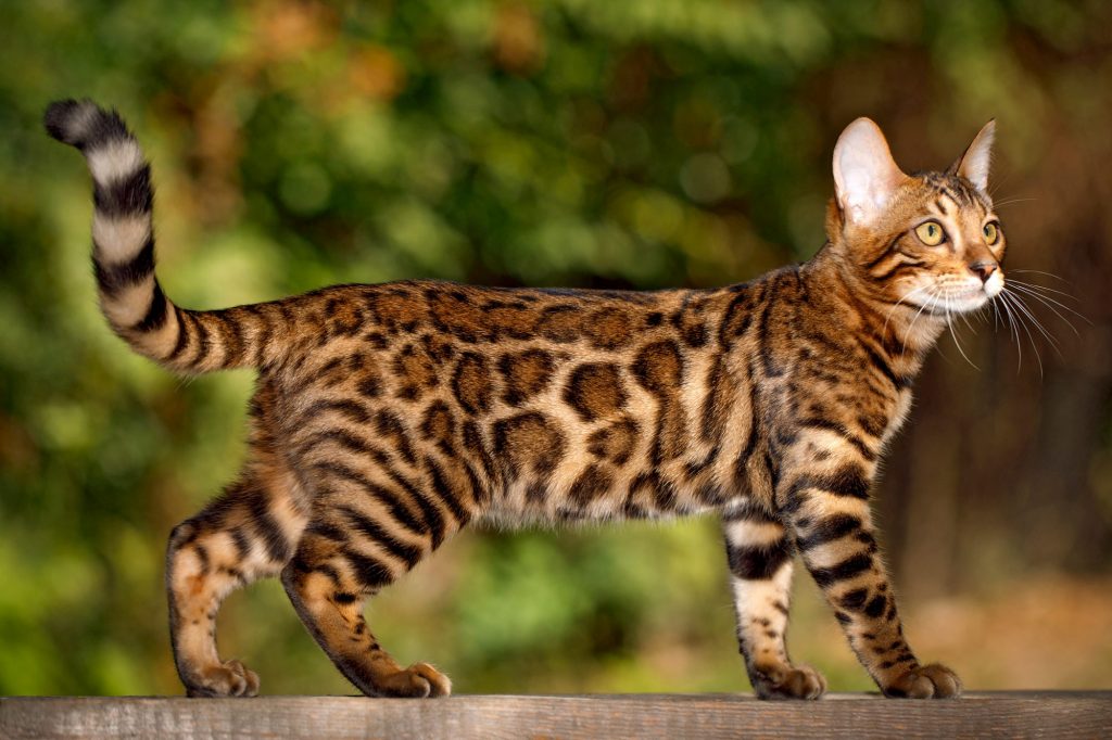 Bengal cats