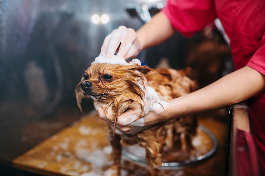 best dog shampoo
